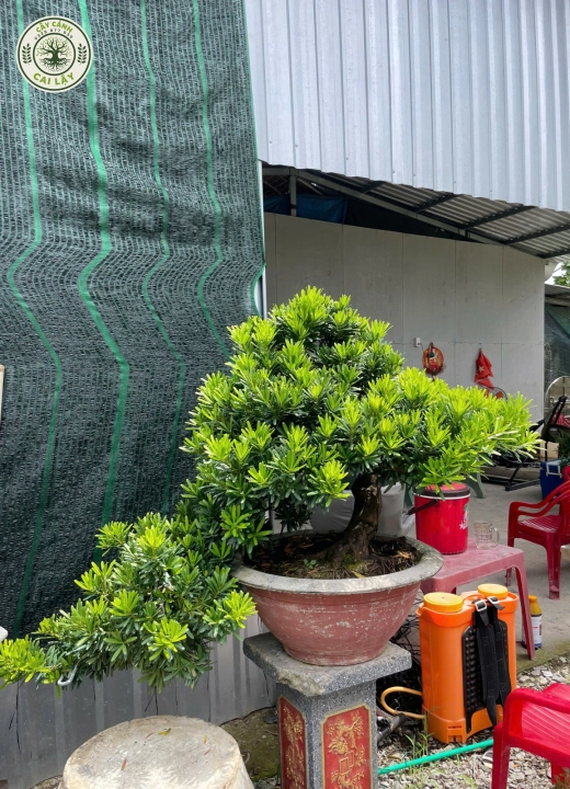 MẪU 12