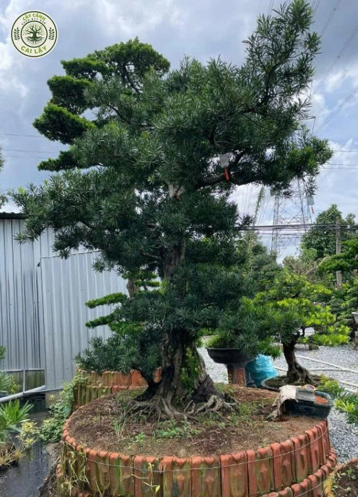 MẪU 3