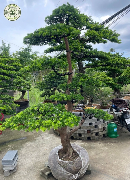 MẪU 4