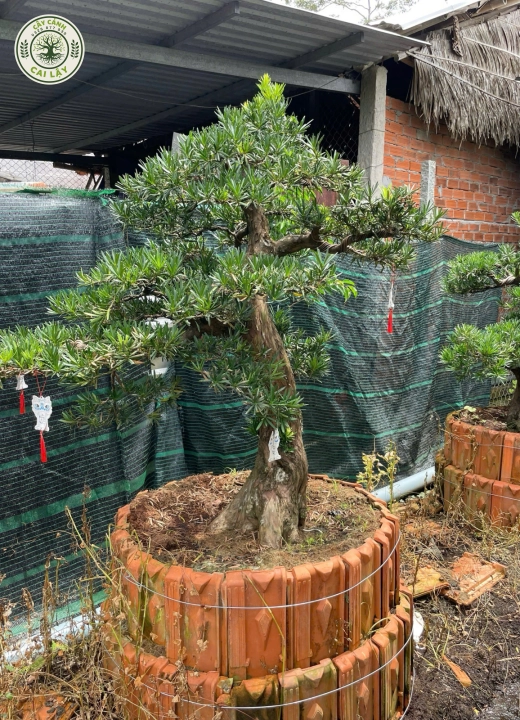MẪU 13