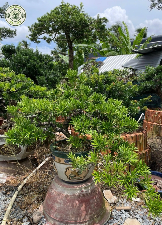 MẪU 7