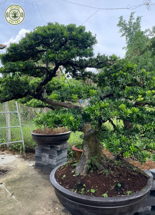 MẪU 9