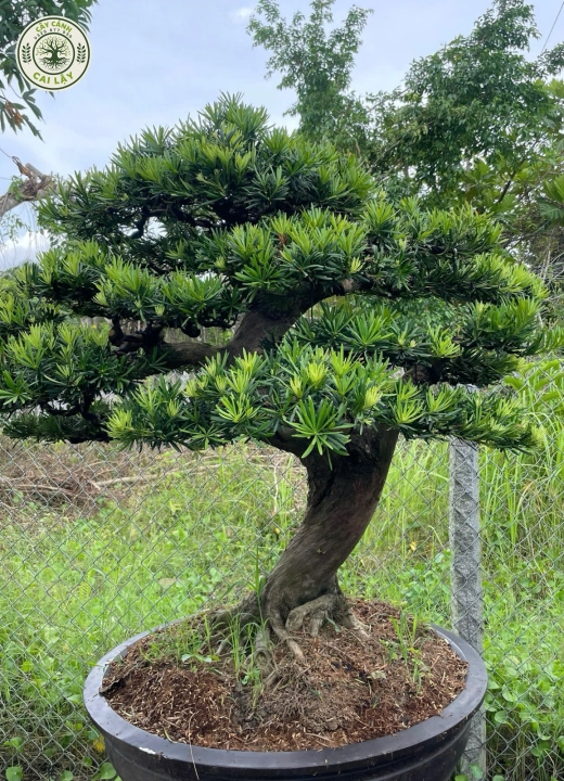 MẪU 9