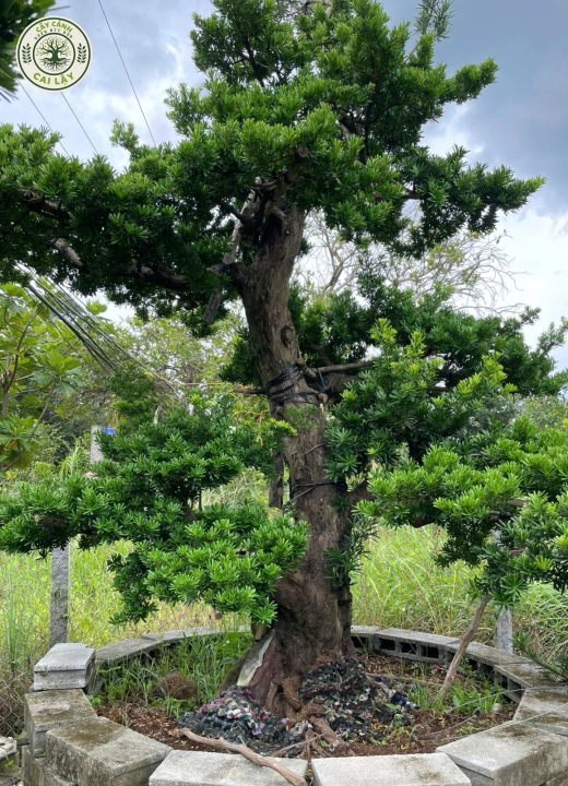 MẪU 10