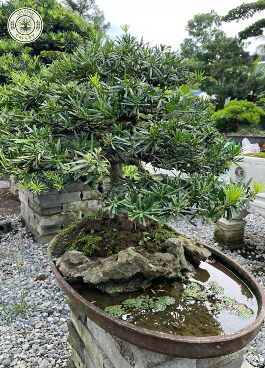 MẪU 5