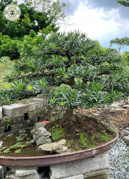 MẪU 5