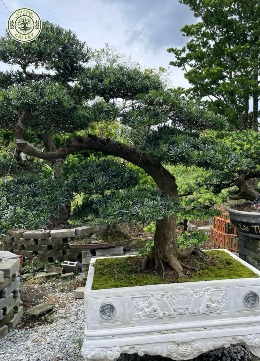 MẪU 7