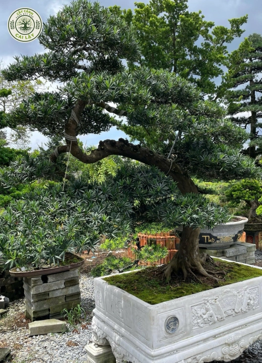 MẪU 7