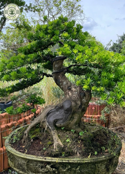 MẪU 6