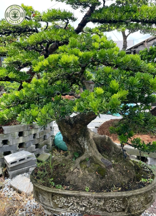 MẪU 6