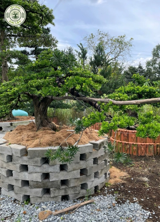 MẪU 11